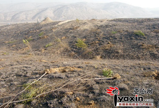 乌鲁木齐植绿荒山千余棵树被连根拔起(图)--中国年鉴网