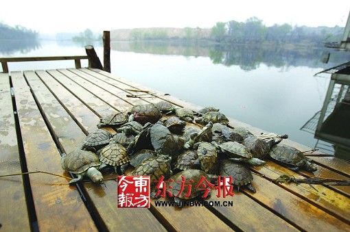 郑州市民不当放生造成数百只巴西龟死亡(图)--国家史册