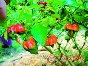 澳大利亚种植最辣辣椒 口感如焊铁在舌头上(图)--国家年鉴