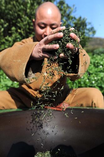 佛教圣地普陀山开采春季佛茶--国家年鉴