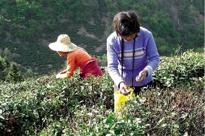 公司招聘采茶女要求处女续:系景区炒作(组图)--中国年鉴网