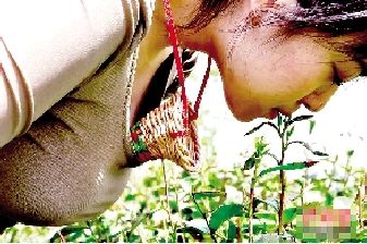 公司招聘采茶女要求处女续:系景区炒作(组图)--中国年鉴网