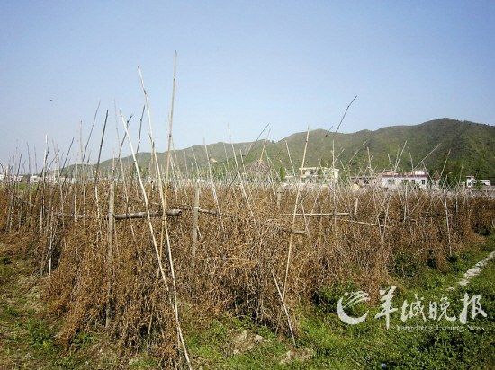 广东翁源县68座水库干涸 受旱面积达13.8万亩--国家年鉴