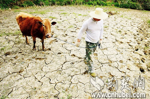 湖北50年一遇大旱危及670万亩农田--国家年鉴