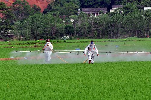 湖南严防早稻病虫害--中华人民共和国年鉴社