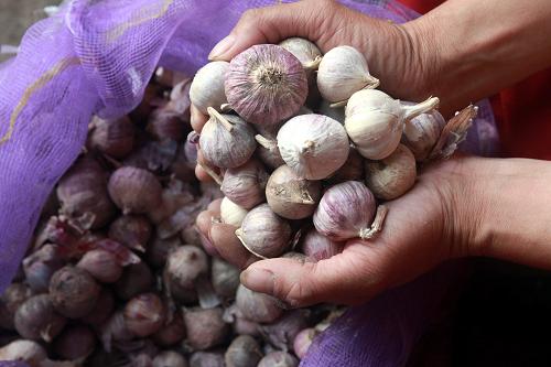 3月中旬以来全国大蒜价格降幅超过25%--中国年鉴网