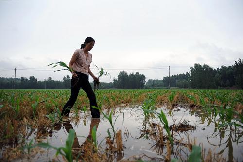 河南沁阳遭暴雨袭击--国家年鉴