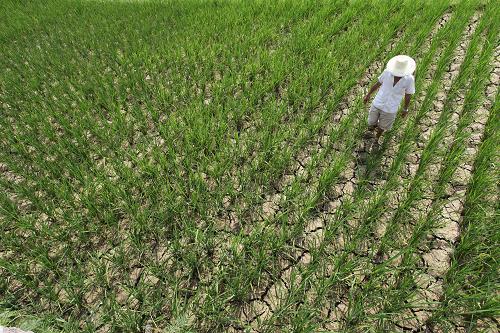 贵州29县市受旱程度达中旱以上--国家史册