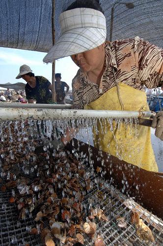 山东蓬莱:养殖户心忧漏油减收成--中国年鉴