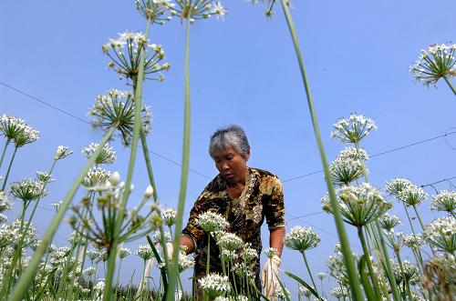 蔬菜产销合作社拓了市场鼓了腰包--中国年鉴网