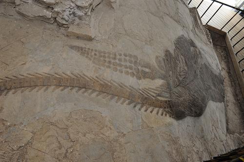贵州关岭化石群国家地质公园成中国古生物学会全国科普教育基地--国家年鉴