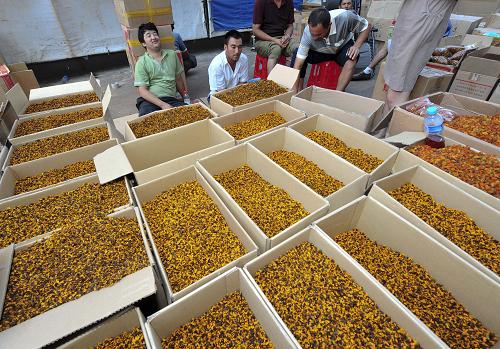 盲种导致新疆雪菊滞销贱卖 菊农为销路发愁--中国年鉴社