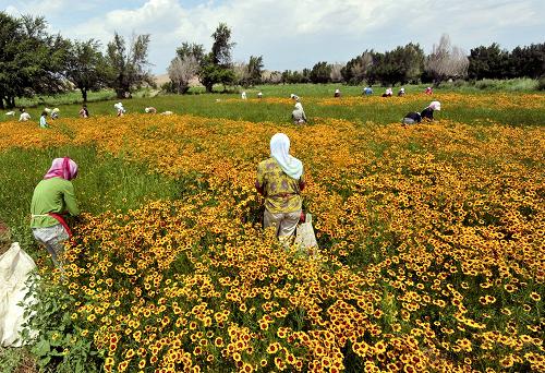 盲种导致新疆雪菊滞销贱卖 菊农为销路发愁--中国年鉴社